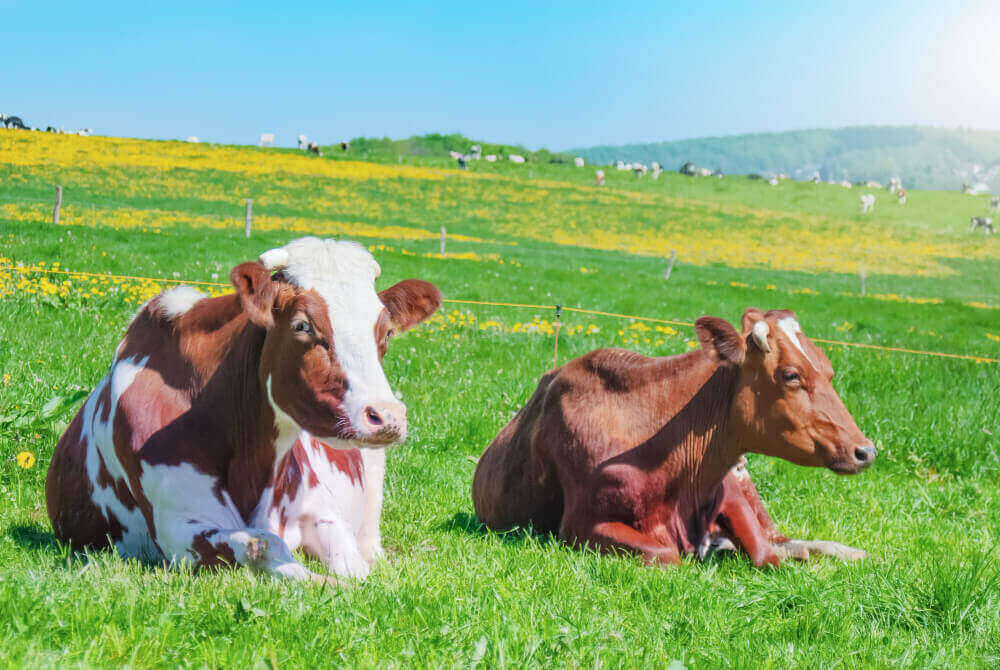 Sistemas estables, productivos y sustentables