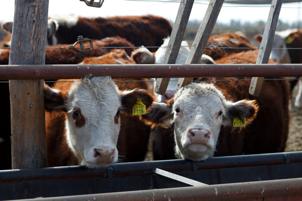 Bovinos y causantes del desgaste dental