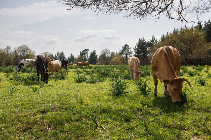 Aptitud y potencial de la tierra