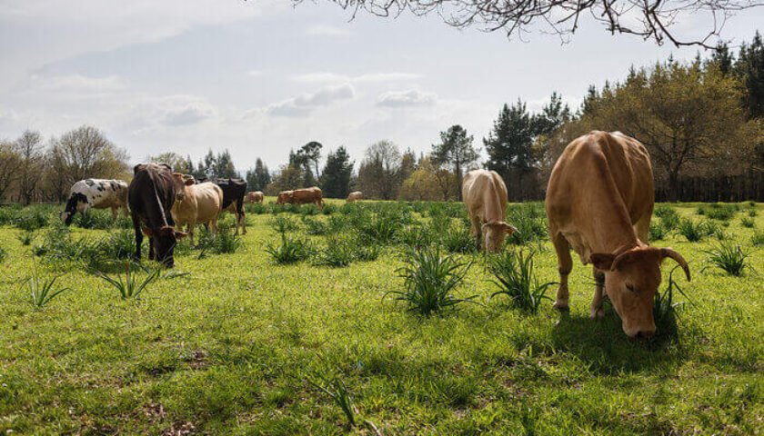 Aptitud y potencial de la tierra