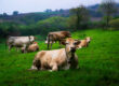 Aportes minerales en vacas en pastoreo
