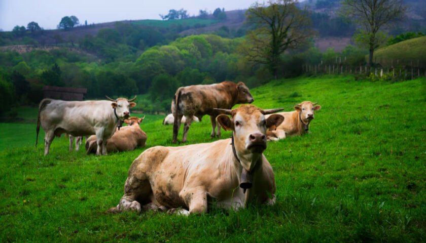 Aportes minerales en vacas en pastoreo