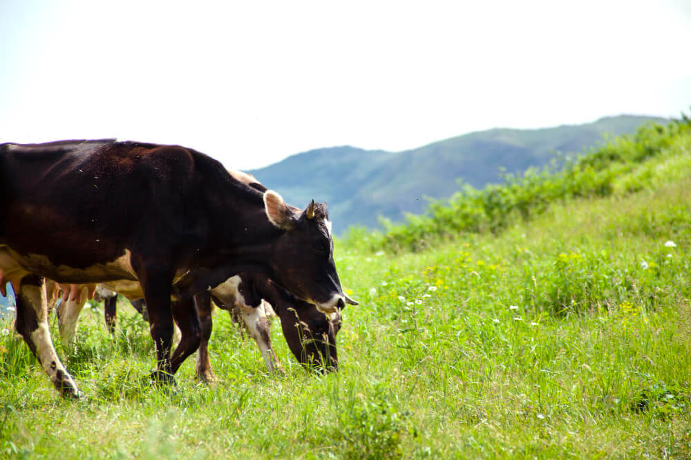 Sistemas Silvopastoriles y la suplementación energética