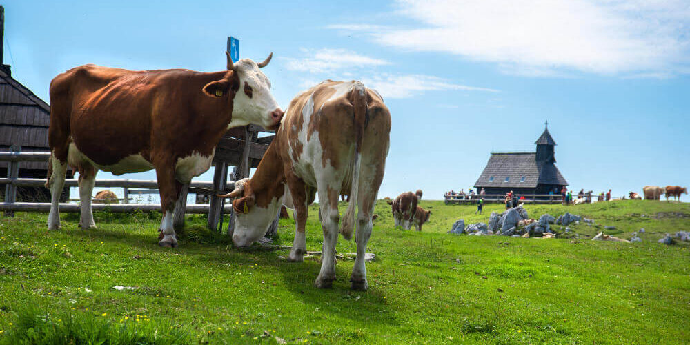 desarrolo-sobre-el-rumen-y-destete Desarrollo sobre en rumen y destete