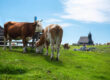 Desarrollo sobre en rumen y destete