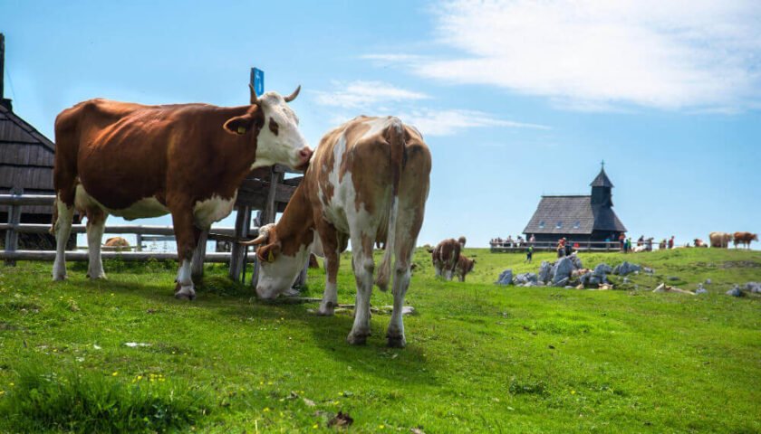 Desarrollo sobre en rumen y destete