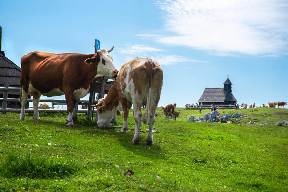 Desarrollo sobre en rumen y destete