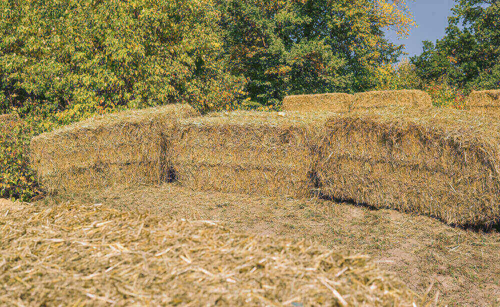 Ensilaje de pasto camba FCA