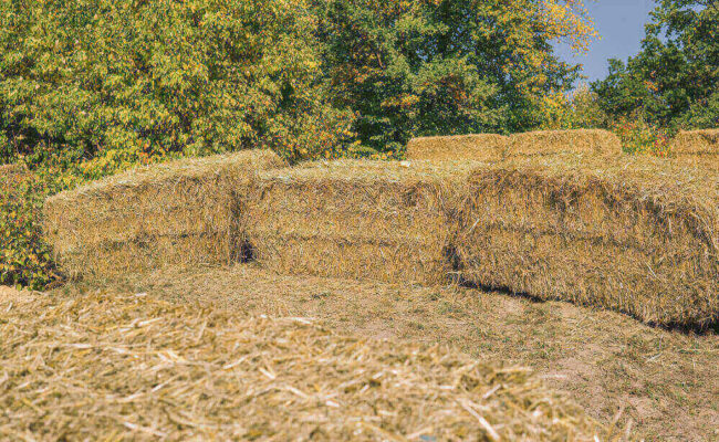 Ensilaje-de-pasto-camba-FCA Ensilaje de pasto camba FCA