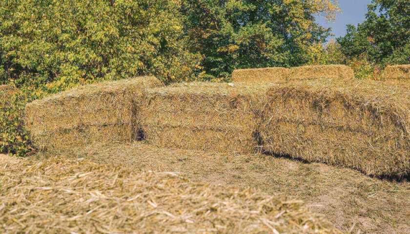 Ensilaje de pasto camba FCA