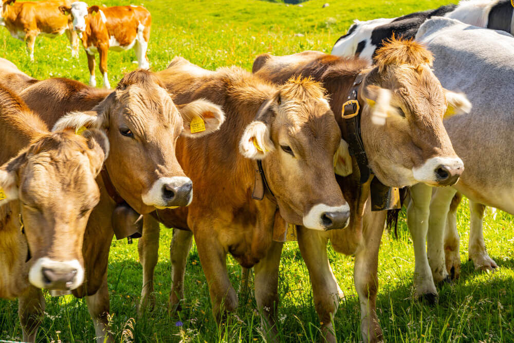 Ventajas y beneficios de la prótesis bovinas