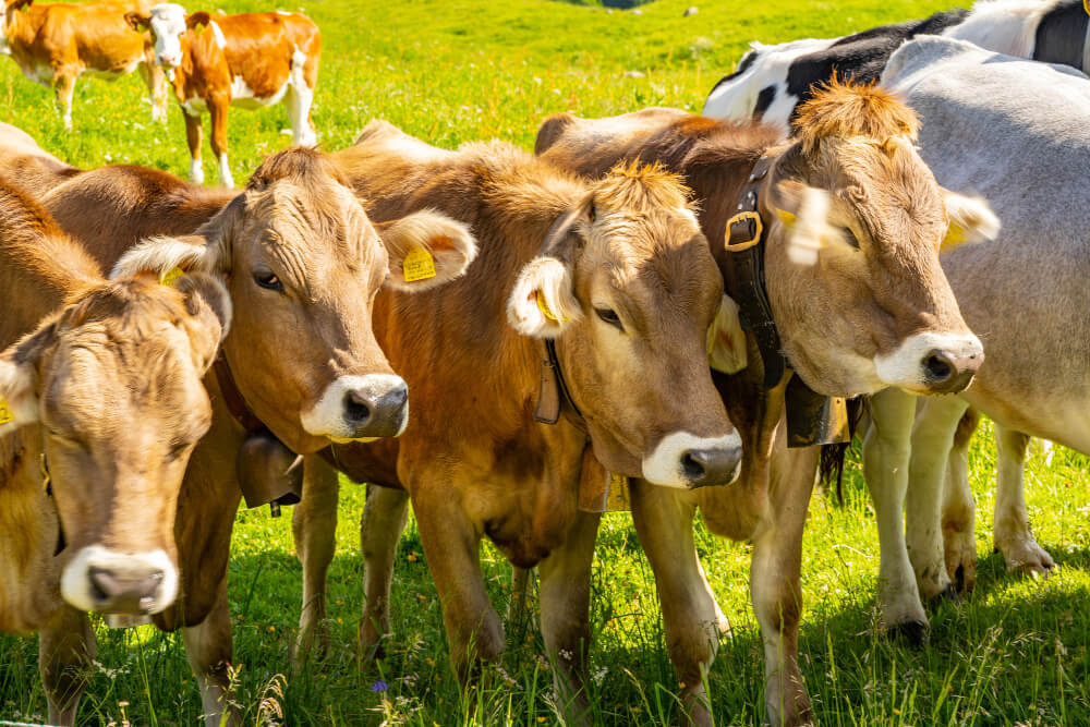 Ventajas y beneficios de la prótesis bovinas