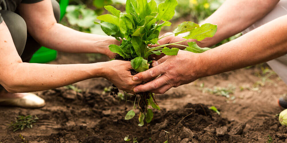 alimentos-basados-en-plantas