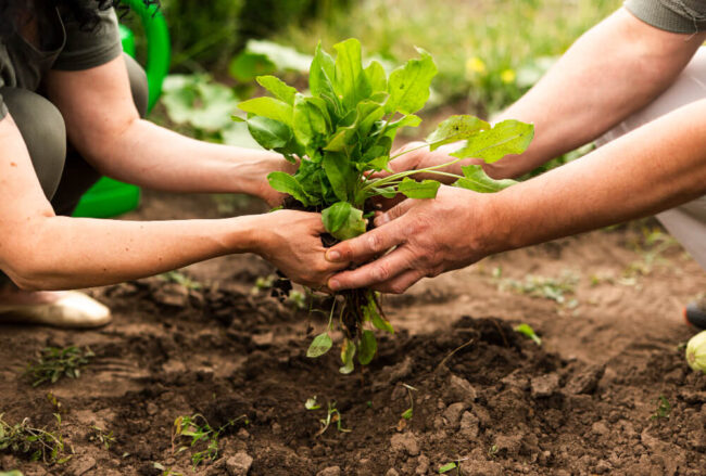 alimentos-basados-en-plantas
