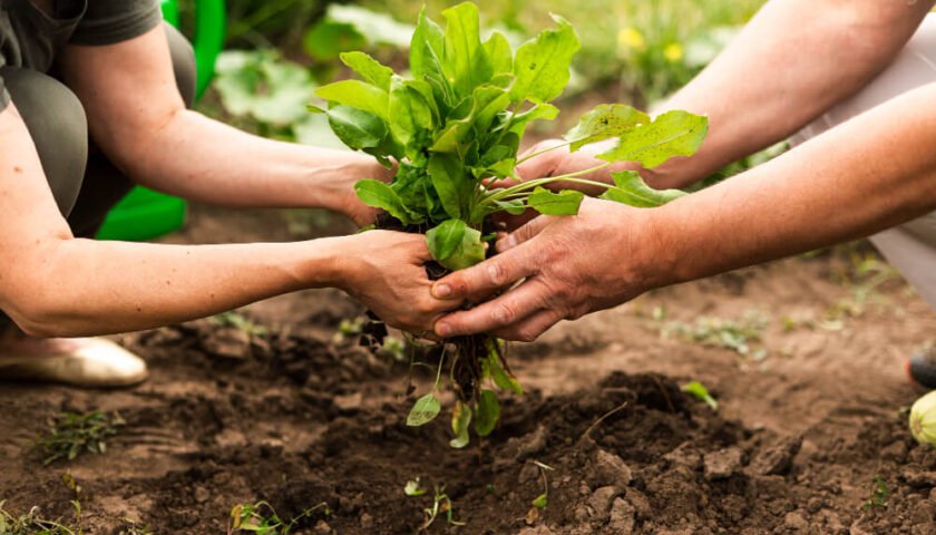alimentos-basados-en-plantas