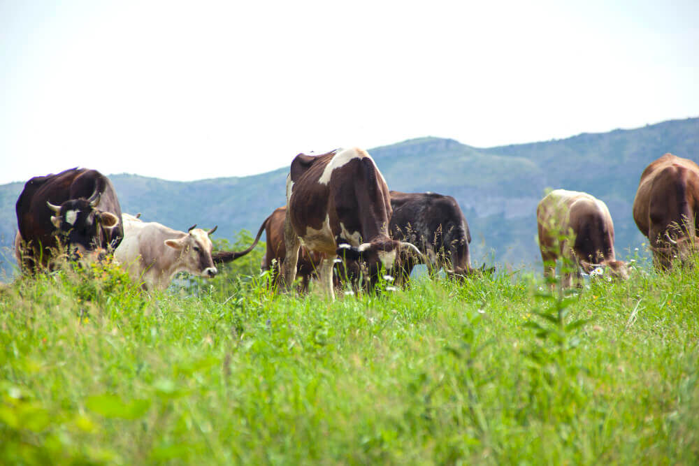 urea el fertilizante inorgánico