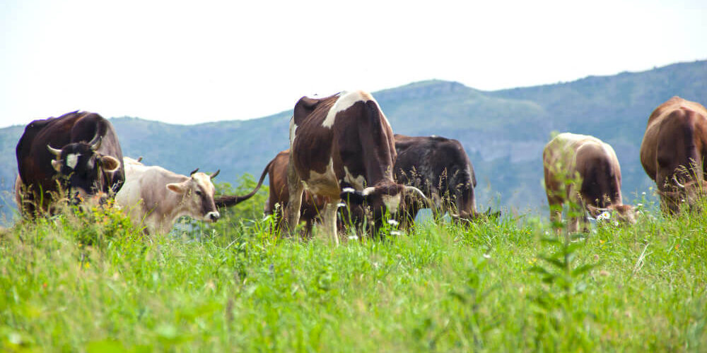 urea-el-fertilizante-inorgánico urea el fertilizante inorgánico
