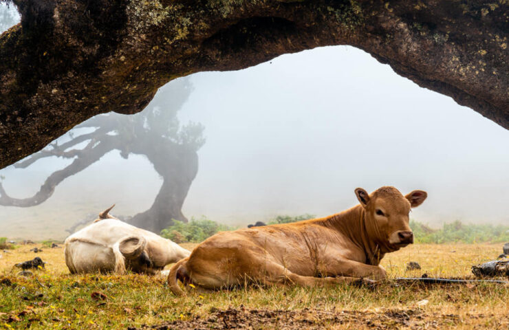 El bienestar animal y huano