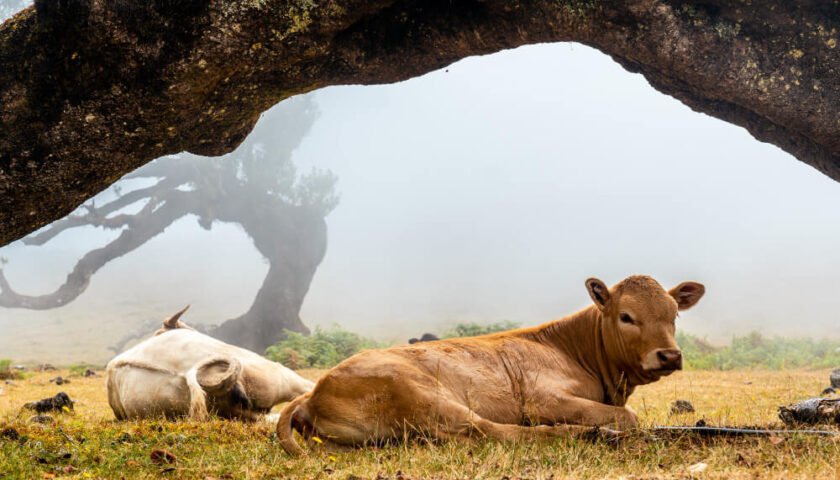 El bienestar animal y huano