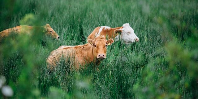 el-destete-precoz-y-su-ayuda-a-la-eficiencia-del-rodeo-de-cria El destete precoz y su ayuda a la eficiencia del rodeo de cría