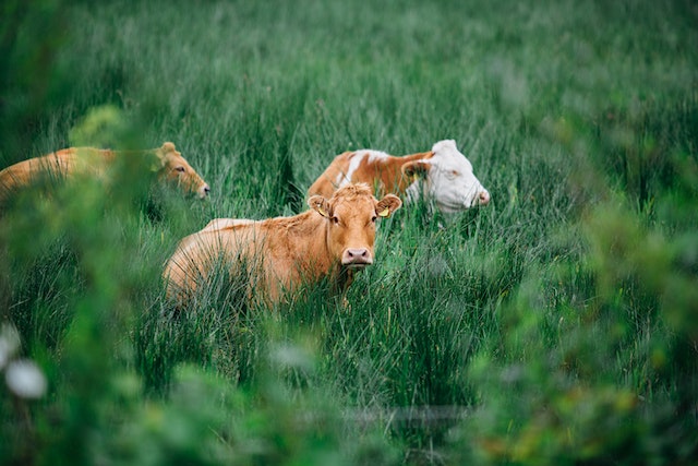 el-destete-precoz-y-su-ayuda-a-la-eficiencia-del-rodeo-de-cria El destete precoz y su ayuda a la eficiencia del rodeo de cría