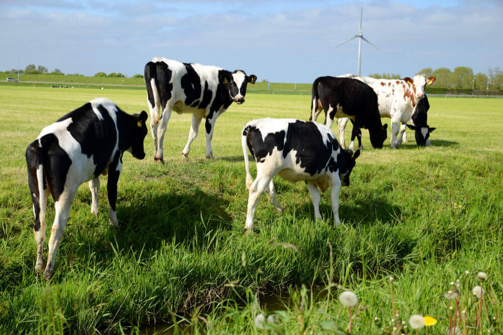 Castración quirúrgica sobre el peso vivo