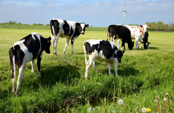 Castración quirúrgica sobre el peso vivo