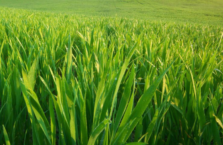 Pasturas megatérmicas