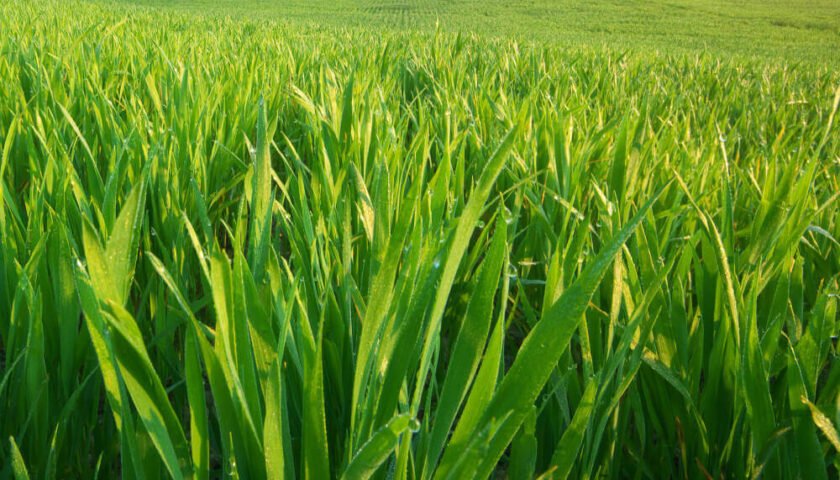 Pasturas megatérmicas