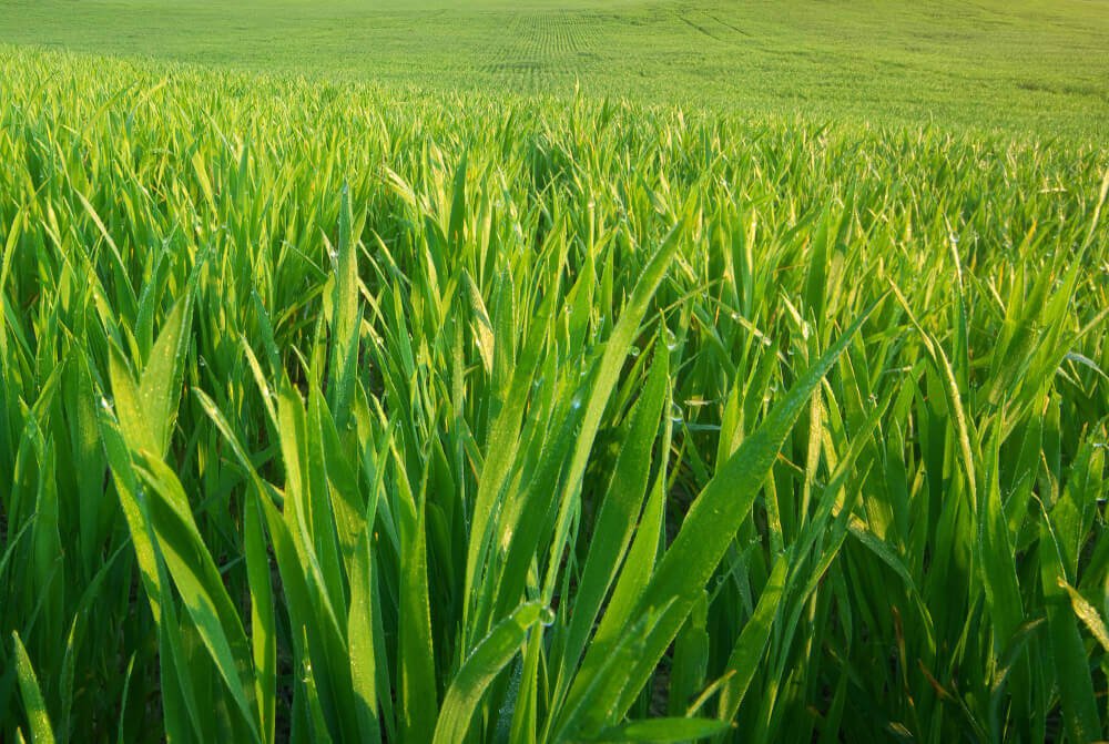Pasturas megatérmicas