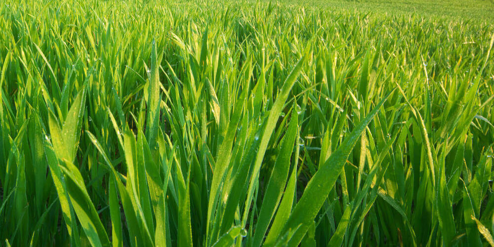 pasturas-megatérmicas Pasturas megatérmicas