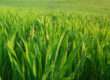 Pasturas megatérmicas