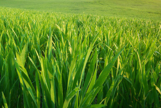 pasturas-megatérmicas Pasturas megatérmicas