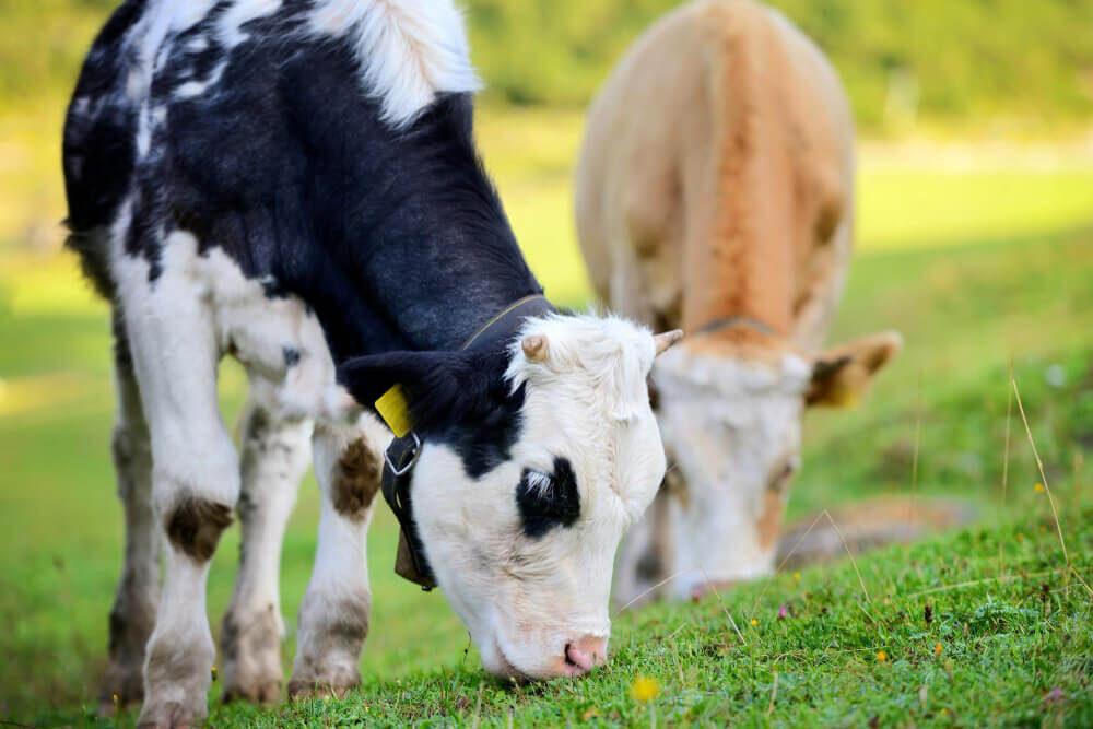 Recría en la producción