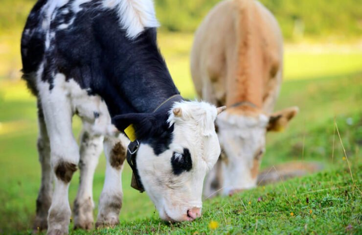Recría en la producción