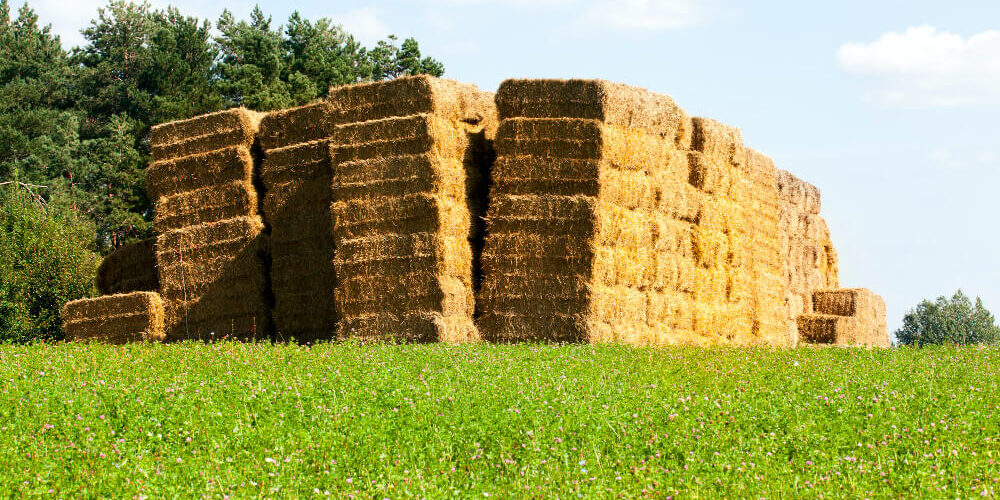silaje-de-calidad-y-contenidos-de-proteína Silaje de calidad y contenidos de proteína