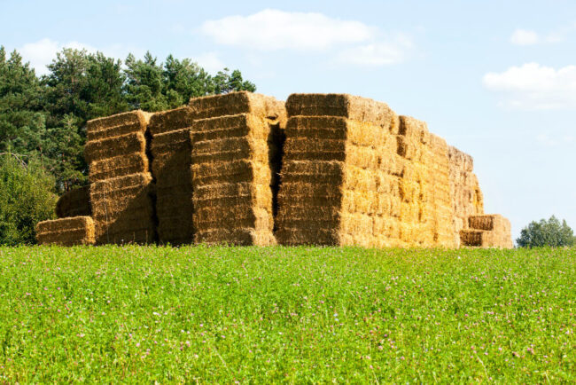 silaje-de-calidad-y-contenidos-de-proteína Silaje de calidad y contenidos de proteína